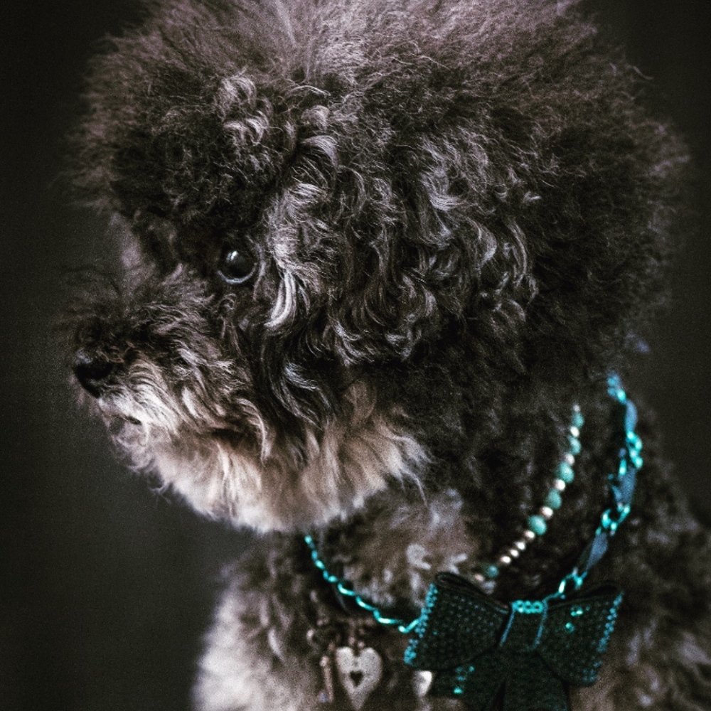 Gorgeous Handcrafted Dog Collar, Bahama Blue